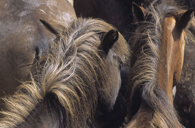 Close-up of horse