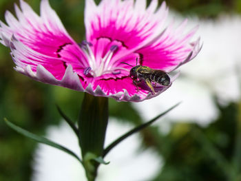 Close-up of butterfly pollinating on pink flower