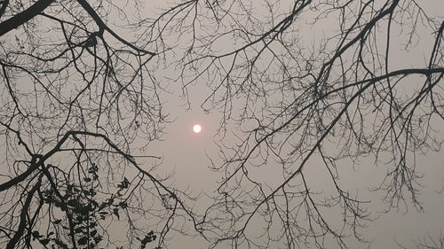 Low angle view of bare tree against sky