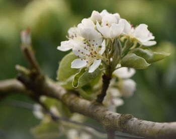 Close-up of white cherry blossom tree