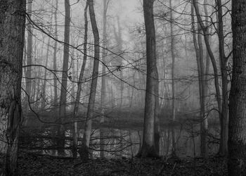 Bare trees in forest