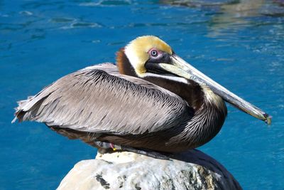 Close-up of pelican