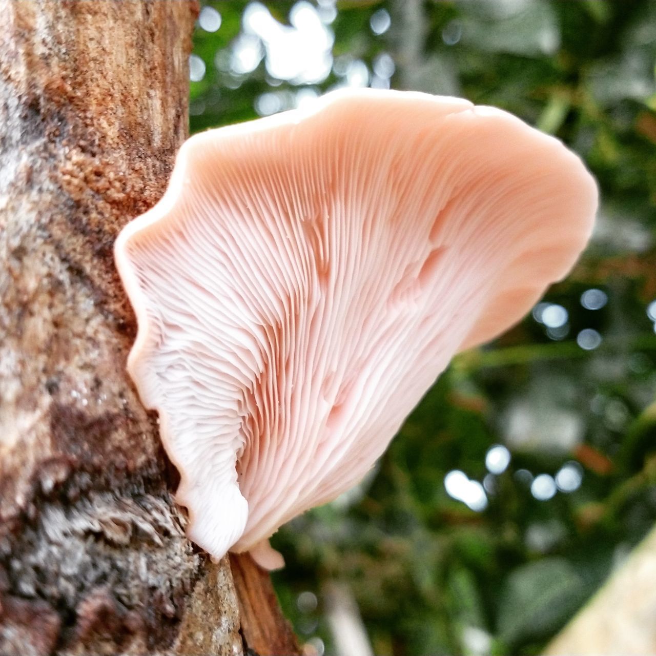 CLOSE-UP OF MUSHROOM GROWING ON TREE