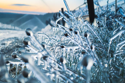 Close-up of icicles on snow