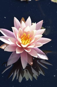 Close-up of lotus water lily in pond