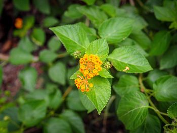 High angle view of orange flowering plant leaves