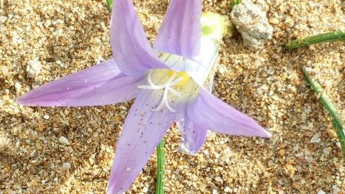 Close-up of purple flower