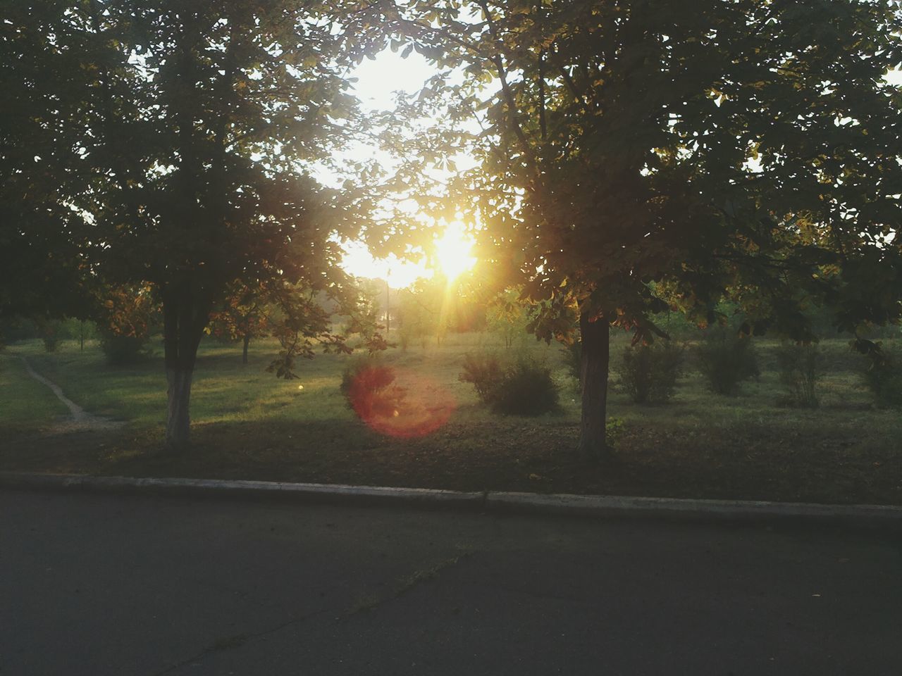 tree, sunset, sun, sunlight, tranquility, lens flare, sunbeam, nature, orange color, tranquil scene, road, growth, transportation, beauty in nature, silhouette, landscape, scenics, field, outdoors, no people