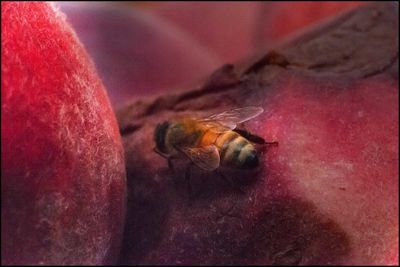 Close-up of insect