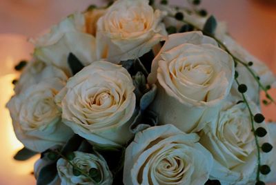 Close-up of rose