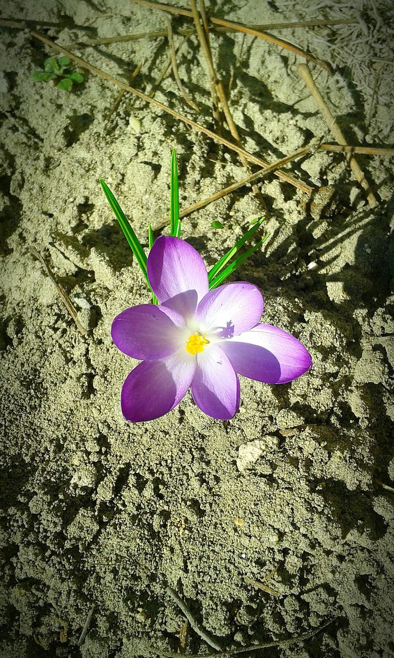 flower, petal, purple, fragility, flower head, freshness, high angle view, beauty in nature, growth, blooming, single flower, nature, pollen, close-up, in bloom, plant, stamen, field, blossom, day