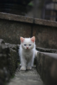 Portrait of kitten standing outdoors