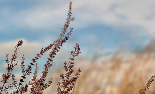 Low angle view of bird against sky