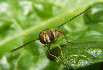 Close-up of insect on leaf