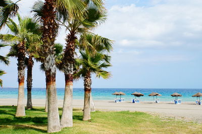 Palm trees on beach against sky