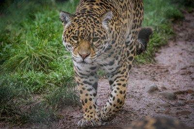 Portrait of tiger