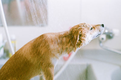 Close-up of dog bathing in shower