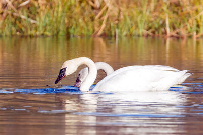 Swan swimming in lake