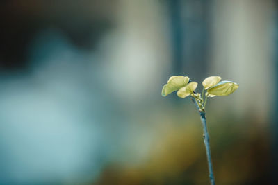 Close-up of flowering plant