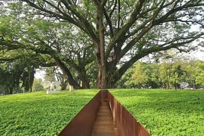 Trees in park