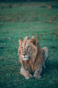 Portrait of a cat on field