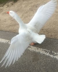 High angle view of pigeon flying