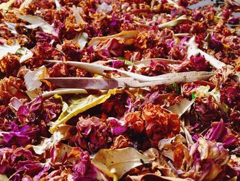 Full frame shot of dry flowers