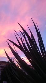 Low angle view of trees against sky at sunset