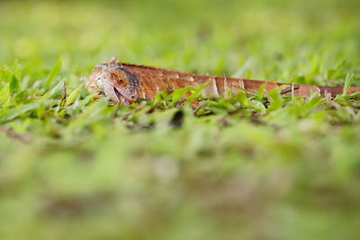 Close-up of lizard on grass