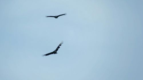 Low angle view of birds flying