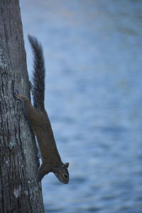 Close-up of squirrel on tree trunk