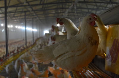 View of laying hens in on top of a automatic nesting