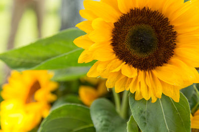 Close-up of sunflower