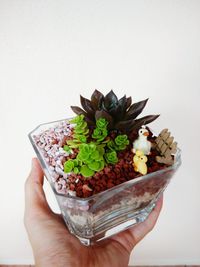 Close-up of succulent against white background