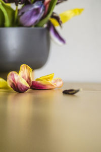 Close-up of tulip on table