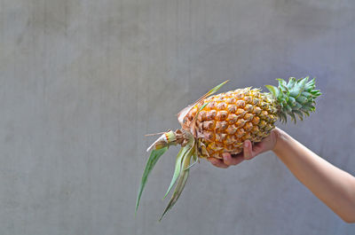 Close-up of hand holding plant against wall