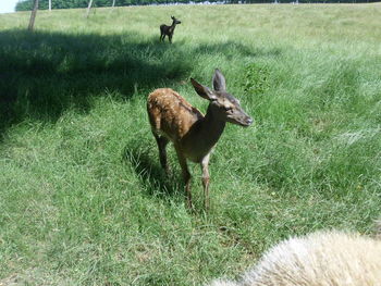 Sheep on grassy field