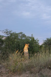 Leopard on field against sky at kruger national park