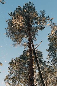 Low angle view of tree against sky