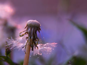 Close-up of  dandelion seed