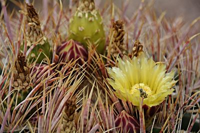 Close-up of white flower blooming in field