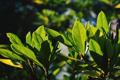 Close-up of green leaves