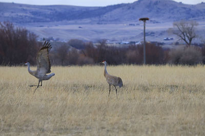 Sand hill cranes dancing in a field