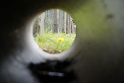 Trees seen through hole