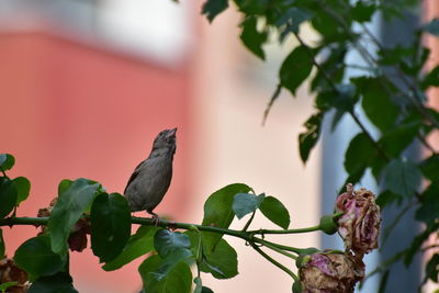 Low angle view of bird perching on plant