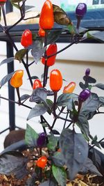 Low angle view of orange fruits hanging against sky