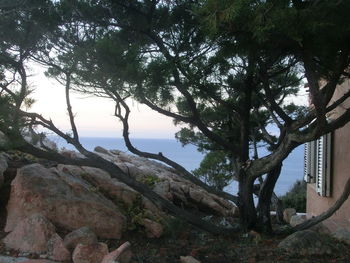 Trees growing in forest against sky