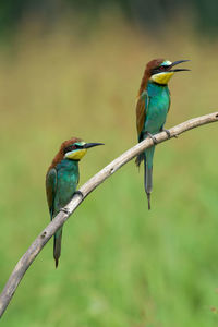 Bee-eaters perching on branch