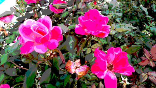 Close-up of pink flowers