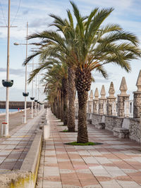 View of palm trees against sky